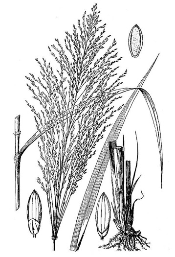 image of Megathyrsus maximus, Guinea Grass