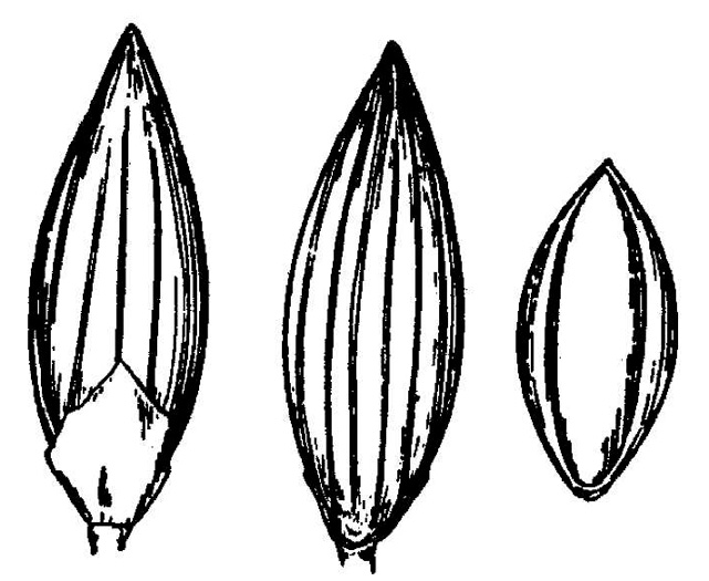 image of Dichanthelium nudicaule, Witchgrass
