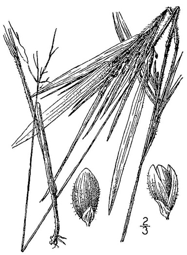 image of Dichanthelium oligosanthes var. oligosanthes, Few-flowered Witchgrass, Heller's Witchgrass