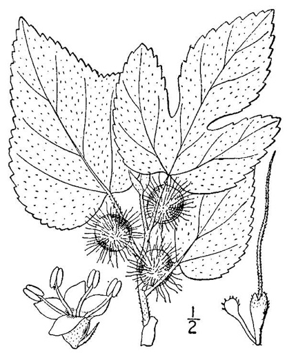drawing of Broussonetia papyrifera, Paper Mulberry