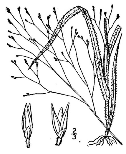 image of Panicum philadelphicum ssp. philadelphicum, Woodland Panicgrass