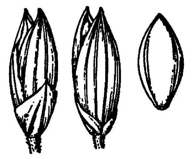 image of Panicum philadelphicum ssp. philadelphicum, Woodland Panicgrass