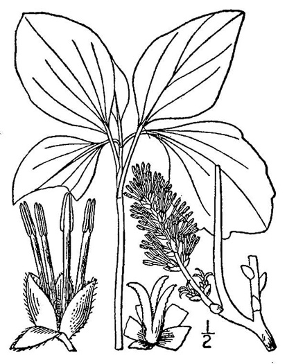 drawing of Pachysandra procumbens, Allegheny Spurge, Mountain Pachysandra