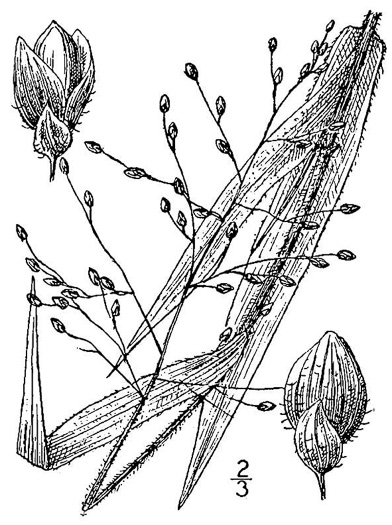 image of Dichanthelium ravenelii, Ravenel's Witchgrass, Ravenel's Panicum