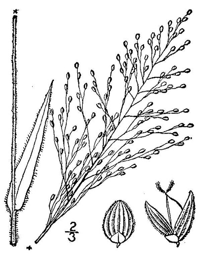 image of Dichanthelium scoparium, Velvet Witchgrass, Velvet Panicum