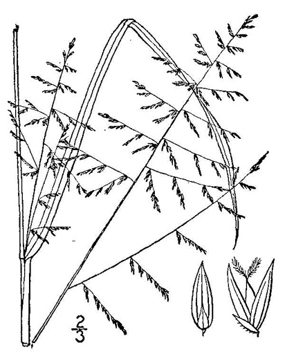 image of Coleataenia pulchra, Tall Flat Panicgrass, Stalked Panicgrass