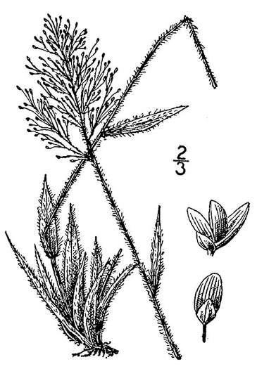 image of Dichanthelium strigosum var. strigosum, Rough-hairy Witchgrass