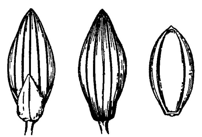 image of Dichanthelium yadkinense, Spotted-sheath Witchgrass