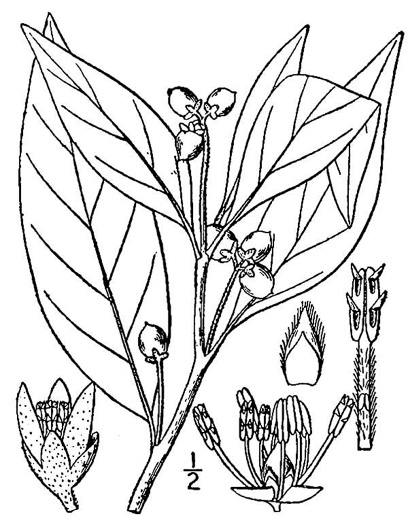 drawing of Persea borbonia, Upland Redbay