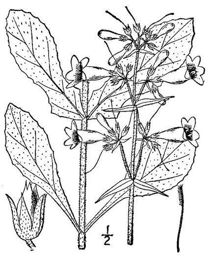 drawing of Penstemon canescens, Appalachian Beardtongue, Gray's Beardtongue, Eastern Gray Beardtongue