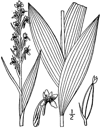 drawing of Platanthera flava var. flava, Southern Rein Orchid, Southern Gypsy-spike