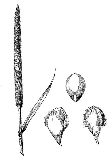 image of Cenchrus americanus, Pearl Millet