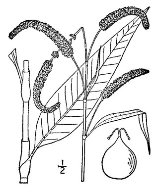 drawing of Persicaria lapathifolia, Dockleaf Smartweed, Willow-weed, Pale Smartweed