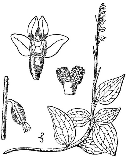 image of Goodyera repens, Dwarf Rattlesnake Plantain, Dwarf Rattlesnake Orchid, Lesser Rattlesnake-orchid, Lesser Rattlesnake-plantain