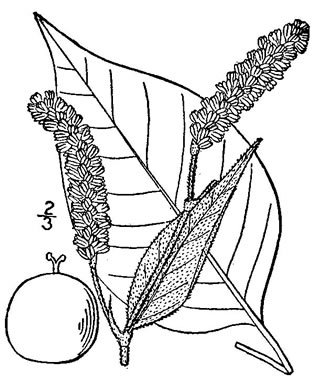 drawing of Persicaria orientalis, Kiss-me-over-the-garden-gate, Prince's Feather, Prince's-plume, Princess-feather