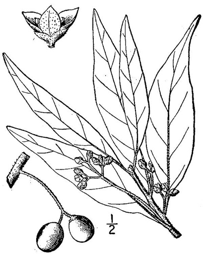 image of Persea palustris, Swamp Redbay