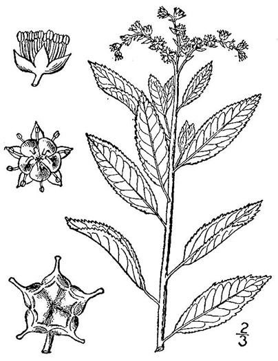 image of Penthorum sedoides, Ditch Stonecrop, American Penthorum