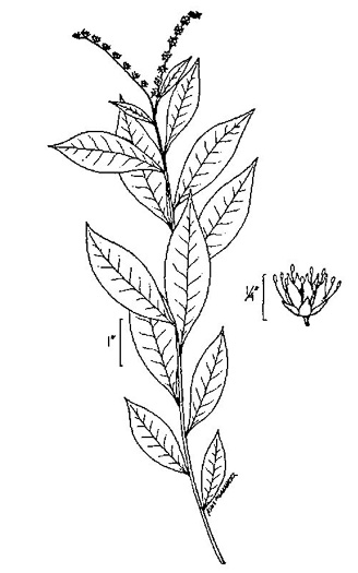 image of Penthorum sedoides, Ditch Stonecrop, American Penthorum