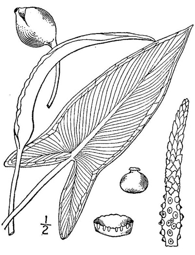 image of Peltandra virginica, Green Arrow-arum, Tuckahoe