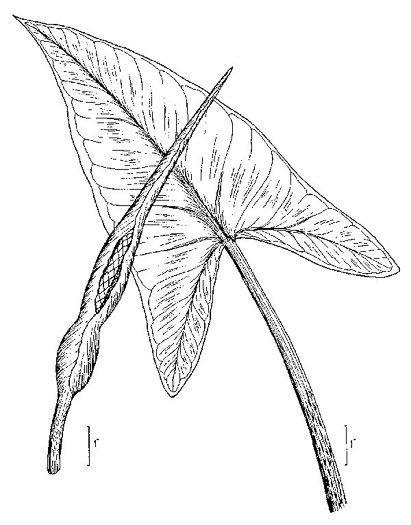 drawing of Peltandra virginica, Green Arrow-arum, Tuckahoe