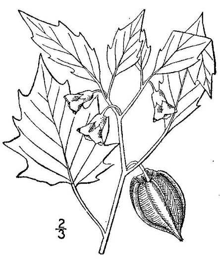 drawing of Physalis angulata, Smooth Ground-cherry, Cutleaf Ground-cherry