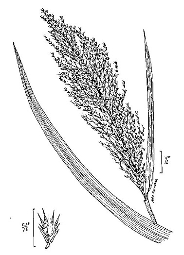 image of Phragmites australis, Common Reed, Old World Reed