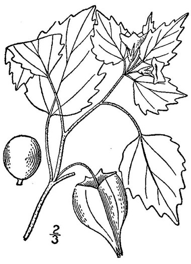 image of Physalis pubescens, Downy Ground-cherry, Husk-tomato