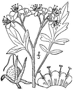 drawing of Phacelia bipinnatifida, Fernleaf Phacelia, Purple Phacelia, Forest Phacelia