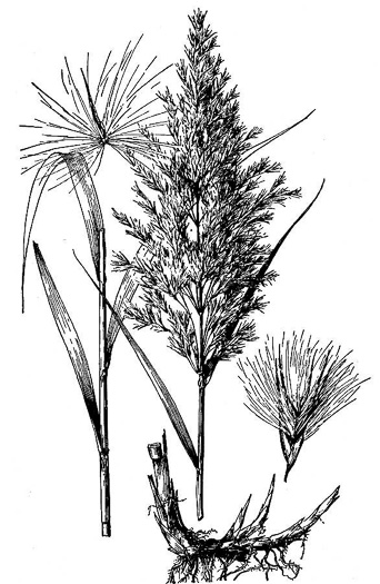 drawing of Phragmites australis, Common Reed, Old World Reed