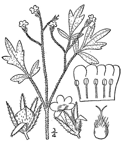 image of Phacelia covillei, Coville's Phacelia, Eastern Buttercup Phacelia