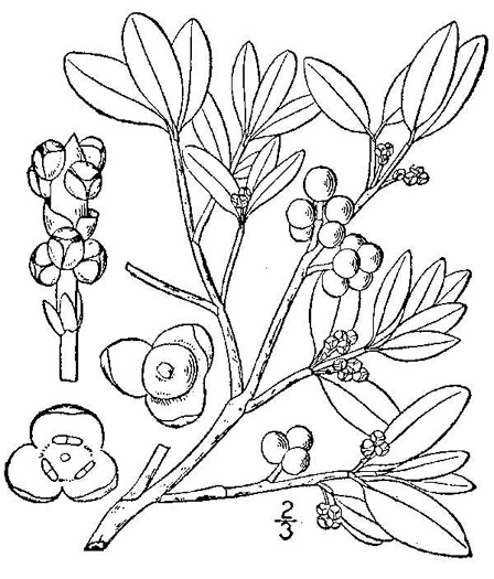 drawing of Phoradendron leucarpum ssp. leucarpum, American Mistletoe, Christmas Mistletoe