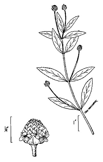 image of Phyla lanceolata, Marsh Frogfruit, Northern Frogfruit, Lanceleaf Frogfruit
