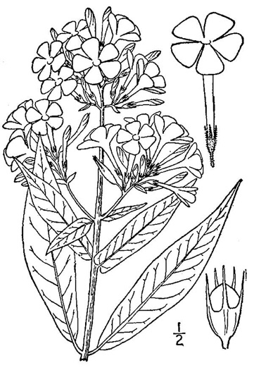 image of Phlox paniculata, Garden Phlox, Summer Phlox, Fall Phlox, Smooth Phlox