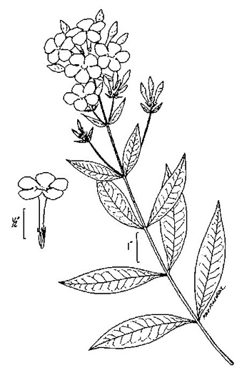 image of Phlox paniculata, Garden Phlox, Summer Phlox, Fall Phlox, Tall Phlox