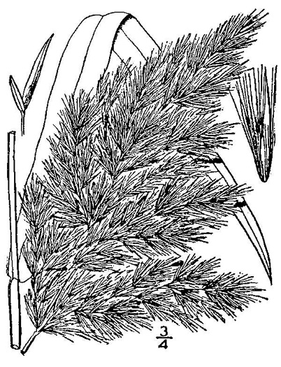 image of Phragmites australis, Common Reed, Old World Reed