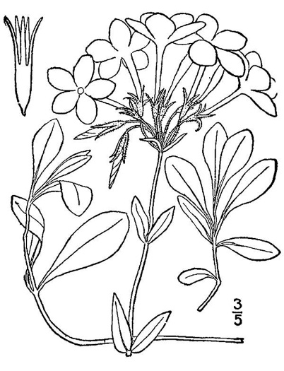 drawing of Phlox stolonifera, Creeping Phlox