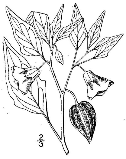 drawing of Physalis longifolia var. subglabrata, Longleaf Ground-cherry