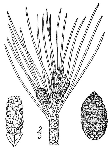 drawing of Pinus resinosa, Red Pine