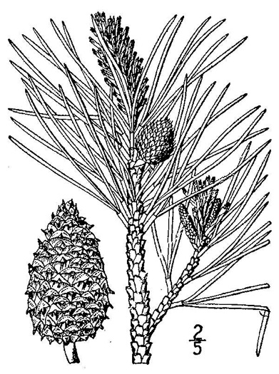 drawing of Pinus rigida, Pitch Pine