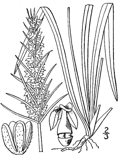 drawing of Plantago aristata, Bracted Plantain, Large-bracted Plantain, Buckhorn Plantain