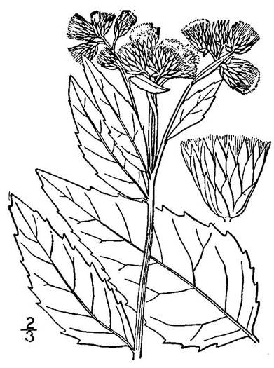image of Pluchea camphorata, Camphorweed, Camphor Pluchea, Marsh Fleabane