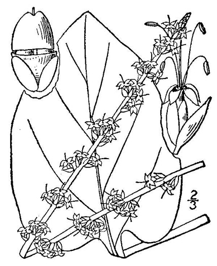 image of Plantago cordata, Heartleaf Plantain, King-root