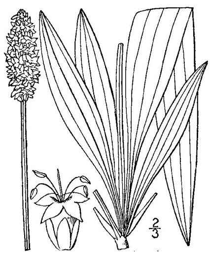 drawing of Plantago lanceolata, English Plantain, Buckhorn Plantain, Rib-grass