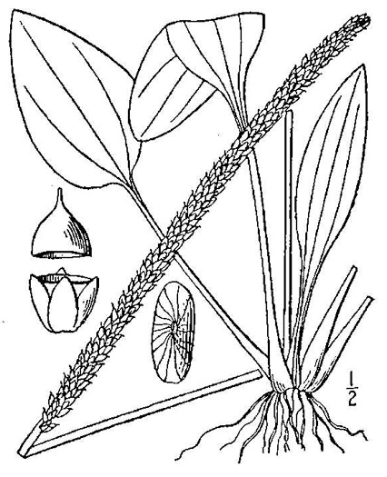 drawing of Plantago major, Common Plantain, White Man's Foot