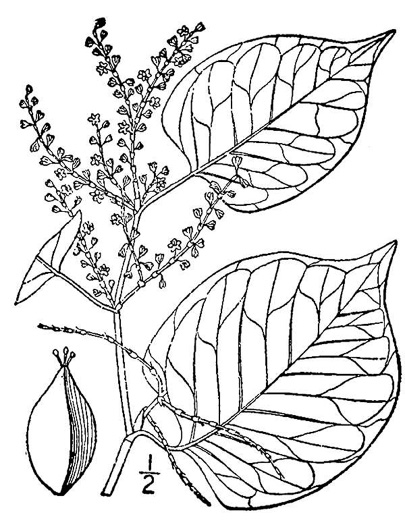 drawing of Reynoutria japonica, Japanese Knotweed