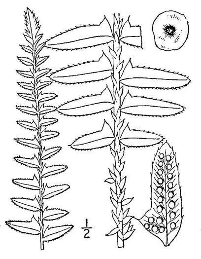 image of Polystichum acrostichoides, Christmas Fern