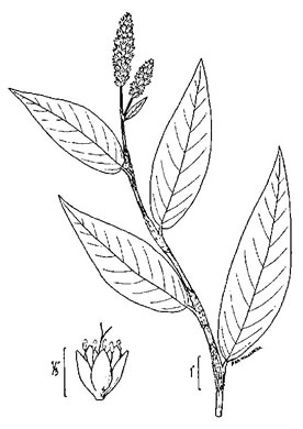 image of Persicaria amphibia ssp. laevimarginata, Water Smartweed, Scarlet Smartweed