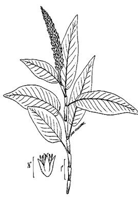 drawing of Persicaria amphibia ssp. laevimarginata, Water Smartweed, Scarlet Smartweed