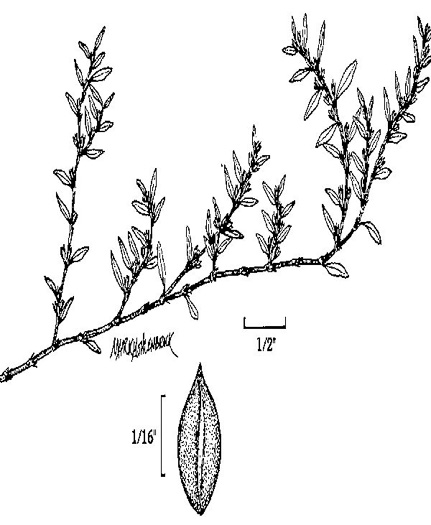 drawing of Polygonum aviculare ssp. aviculare, Prostrate Knotweed