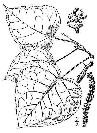 drawing of Populus ×jackii, Balm-of-Gilead